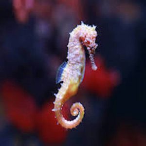 Seahorse