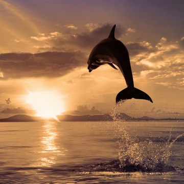 Dolphin