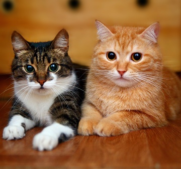 City Katt & Country Catt