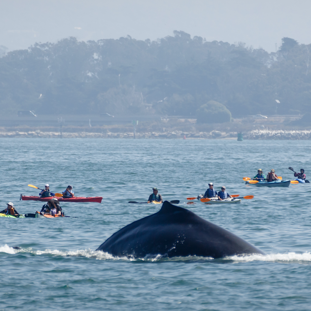 Ballad of the Wrong Way Whale